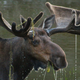Image for article titled Today in “things we can’t believe we have to say”: don’t feed a moose your pizza